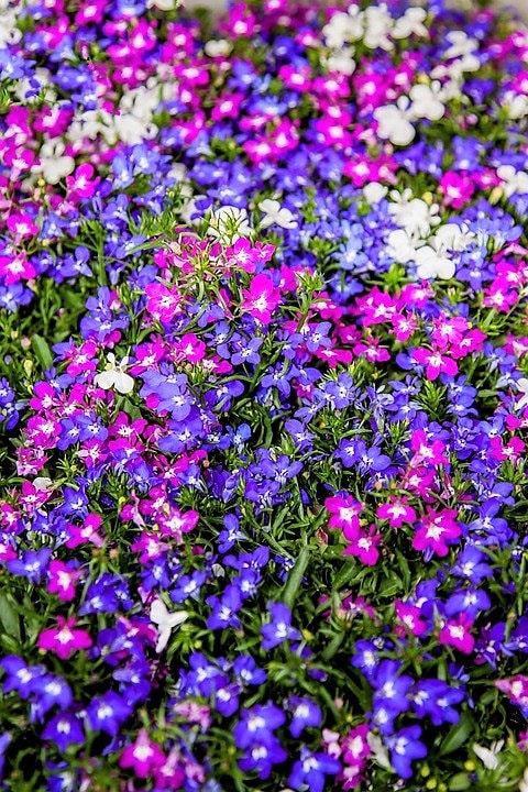 200 MIXED COLORS LOBELIA Regatta Lobelia Erinus Flower Seeds