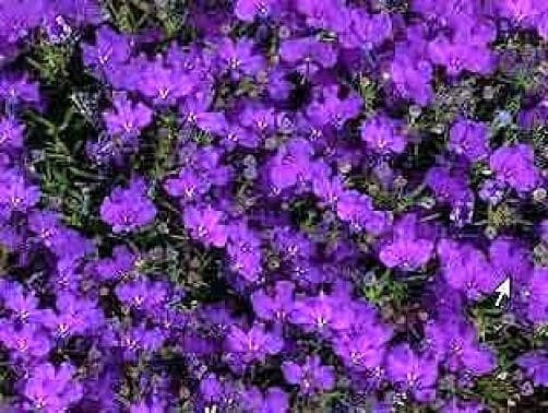 200 CRYSTAL PALACE LOBELIA Regatta Purple Blue Lobelia Erinus Flower Seeds