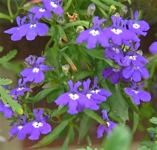 200 CRYSTAL PALACE LOBELIA Regatta Purple Blue Lobelia Erinus Flower Seeds