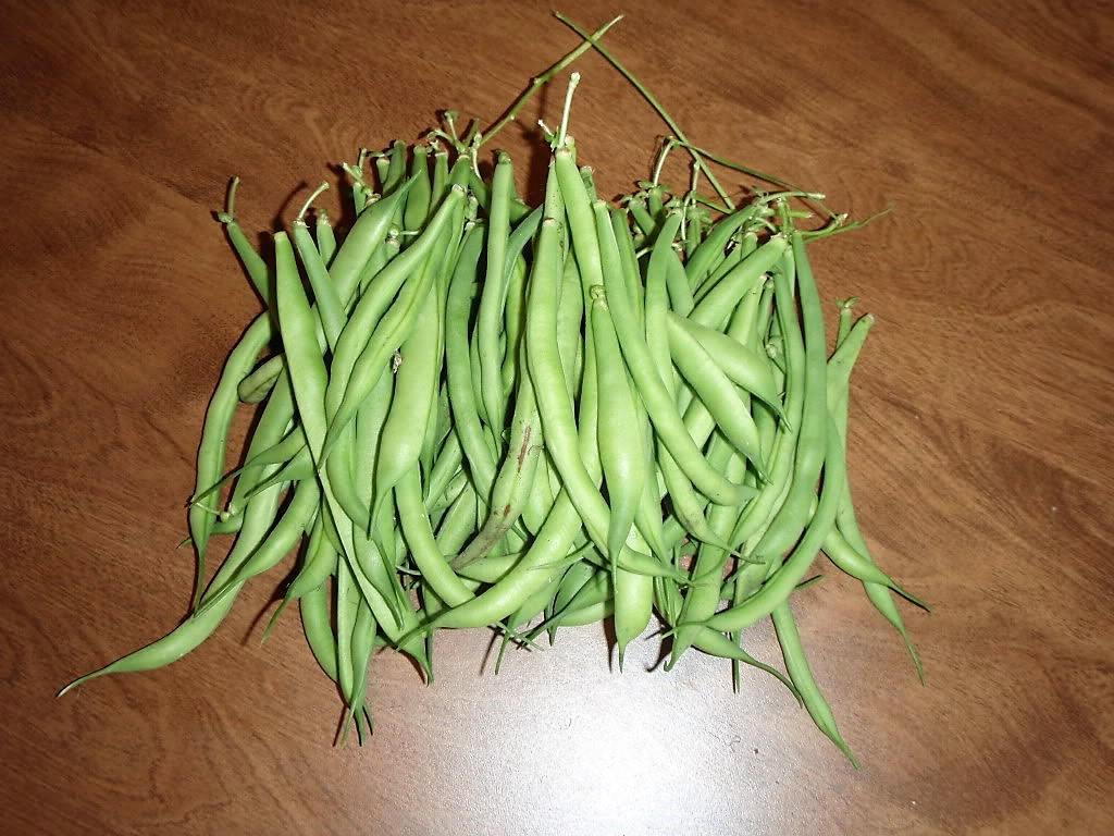 50 GREENCROP BEAN Phaseolus Vulgaris Vegetable Seeds