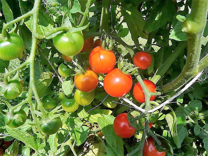 300 LARGE Red CHERRY TOMATO Lycopersicon Lycopersicum Fruit Vegetable Seeds