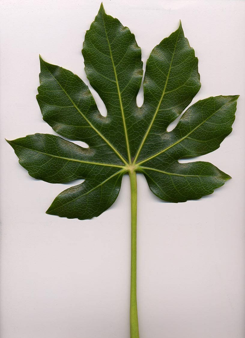 10 JAPANESE FATSI Shrub Flower Paperplant Fatsia Aralia Japonica Seeds