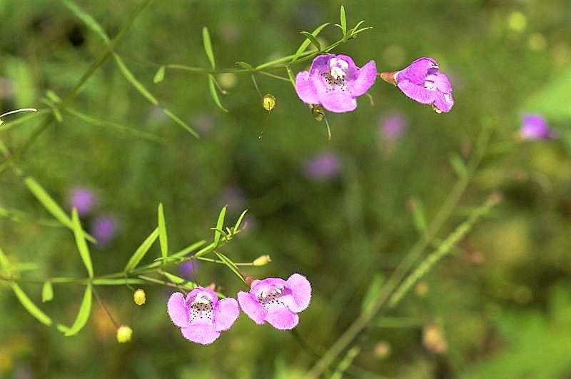 100 FALSE SLENDERLEAF FOXGLOVE Purple Gerardia Agalinis Tenuifolia Flower Seeds
