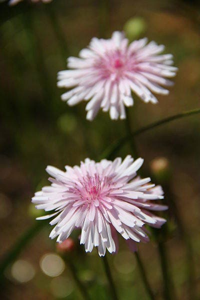 25 PINK HAWKSBEARD Crepis Rubra Flower Seeds Everlasting Daisy Two Tone Double