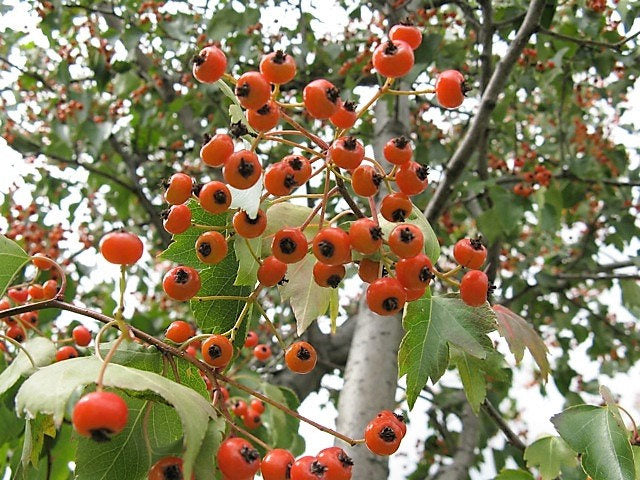 50 WASHINGTON HAWTHORN Crataegus Phaenopyrum Mayflower Shrub Tree Edible Fruit & White Flowers Seeds