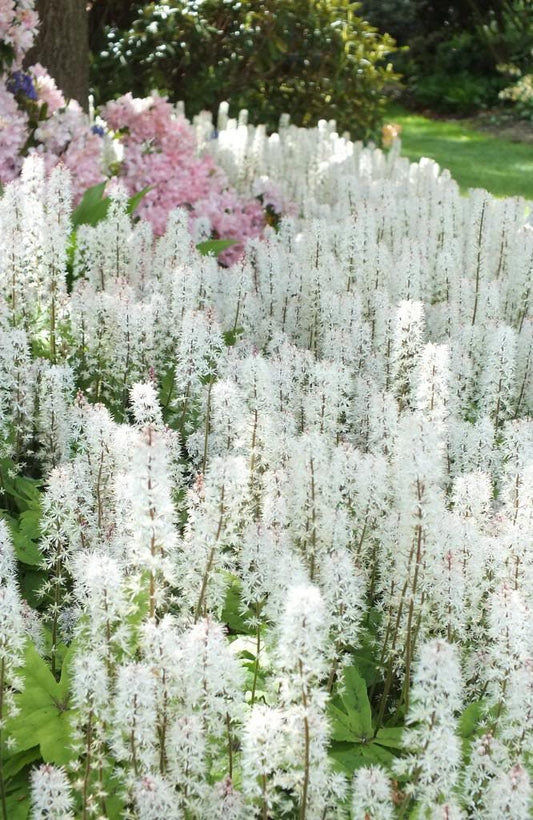 20 SUGAR SCOOP FOAMFLOWER White Tiarella Trifoliata Laceflower Flower Seeds