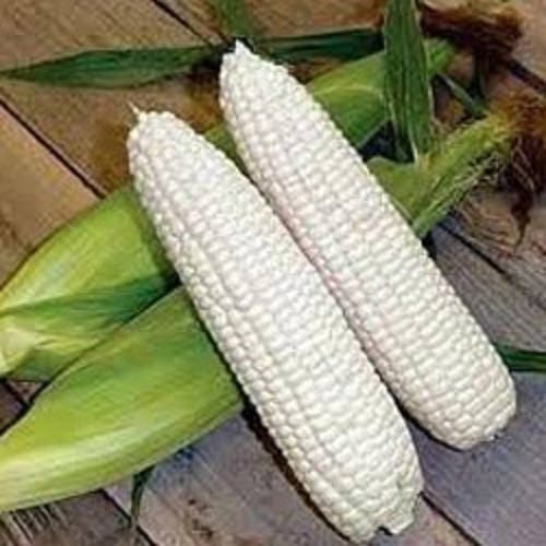 100 Country GENTLEMAN WHITE CORN Sweet Heirloom Zea Mays Vegetable Seeds