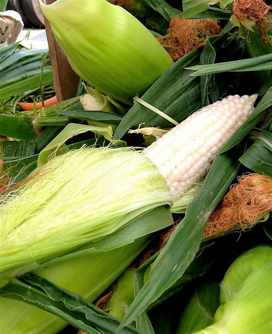 100 Country GENTLEMAN WHITE CORN Sweet Heirloom Zea Mays Vegetable Seeds