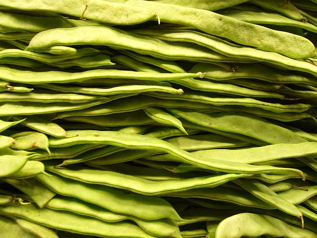 50 ROMANO BUSH BEAN Italian Flat Green Pod Phaseolus Vulgaris Vegetable Seeds