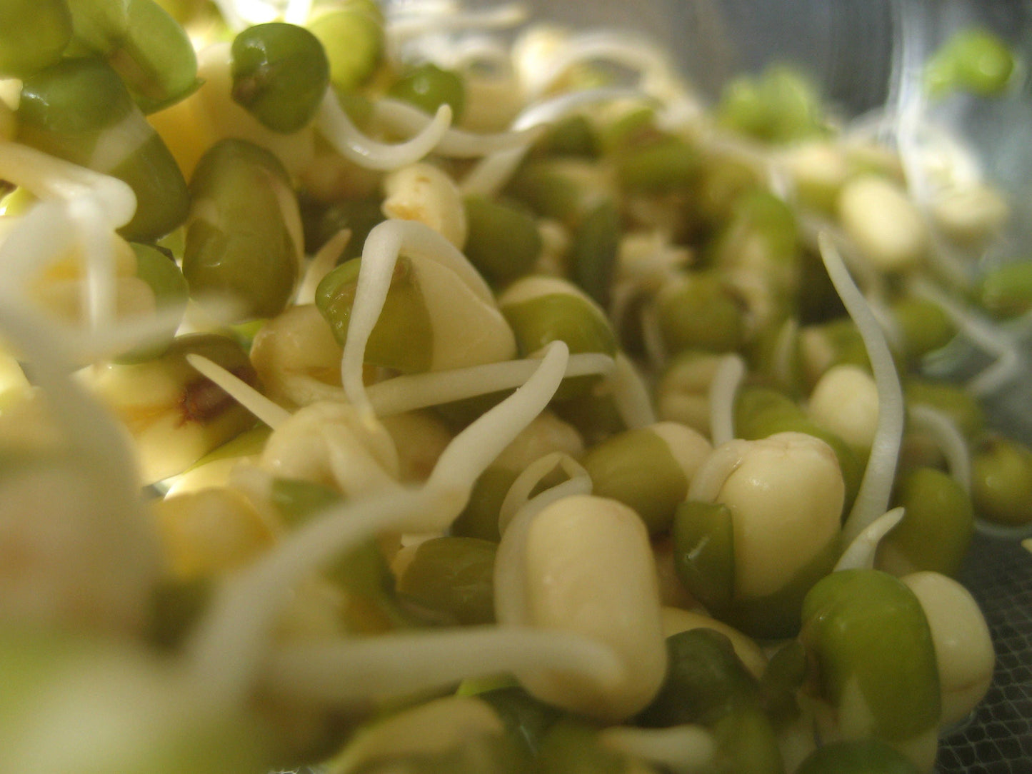 150 MUNG BEAN Moong Sprouts Golden Gram Green Vigna Radiata Vegetable Seeds