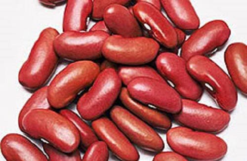50 Charlevois DARK Red KIDNEY BEAN Chili Baked Phaseolus Vulgaris Vegetable Seed