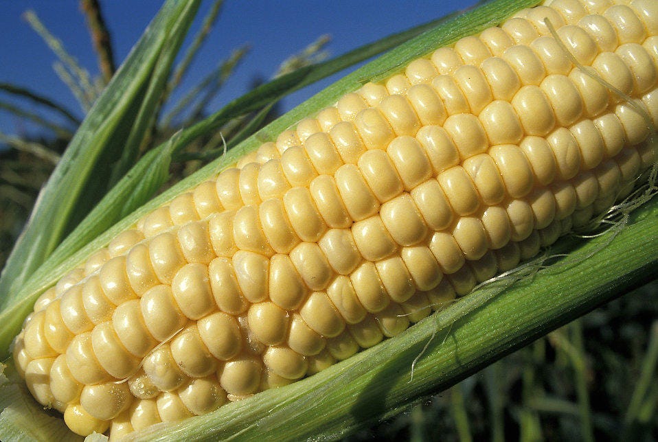 100 IOCHIEF Yellow SWEET CORN Aas Winner Zea Mays Vegetable Seeds