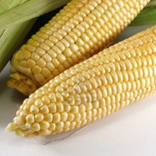 100 IOCHIEF Yellow SWEET CORN Aas Winner Zea Mays Vegetable Seeds