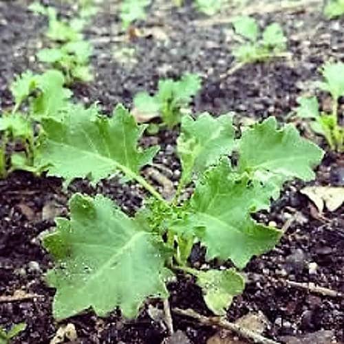 1000 PREMIER KALE Early Hanover Brassica Oleracea Greens Vegetable Seeds