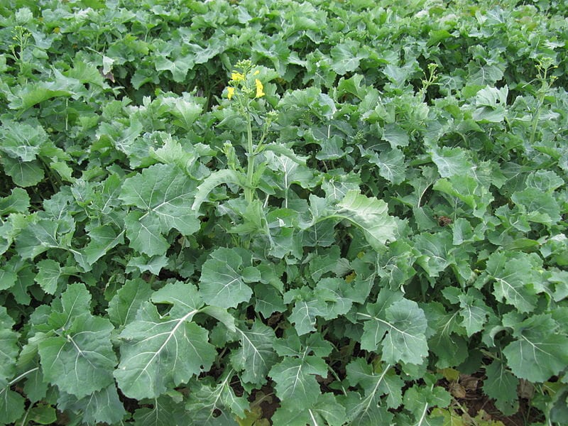 1000 HANOVER SALAD Spring KALE Smooth Siberian Brassica Napus Vegetable Seeds