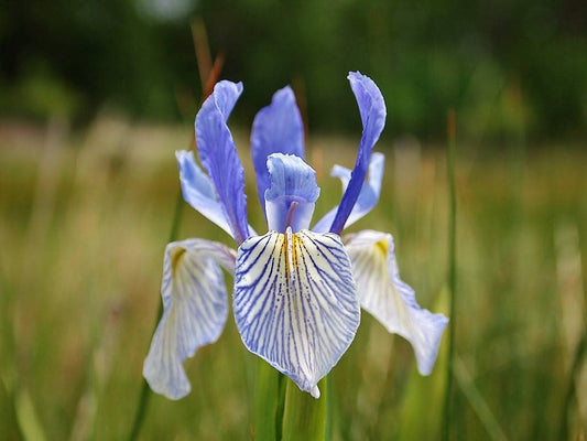 50 MISSOURI IRIS Missouriensis Rocky Mountain Blue Purple Yellow Flower Seeds
