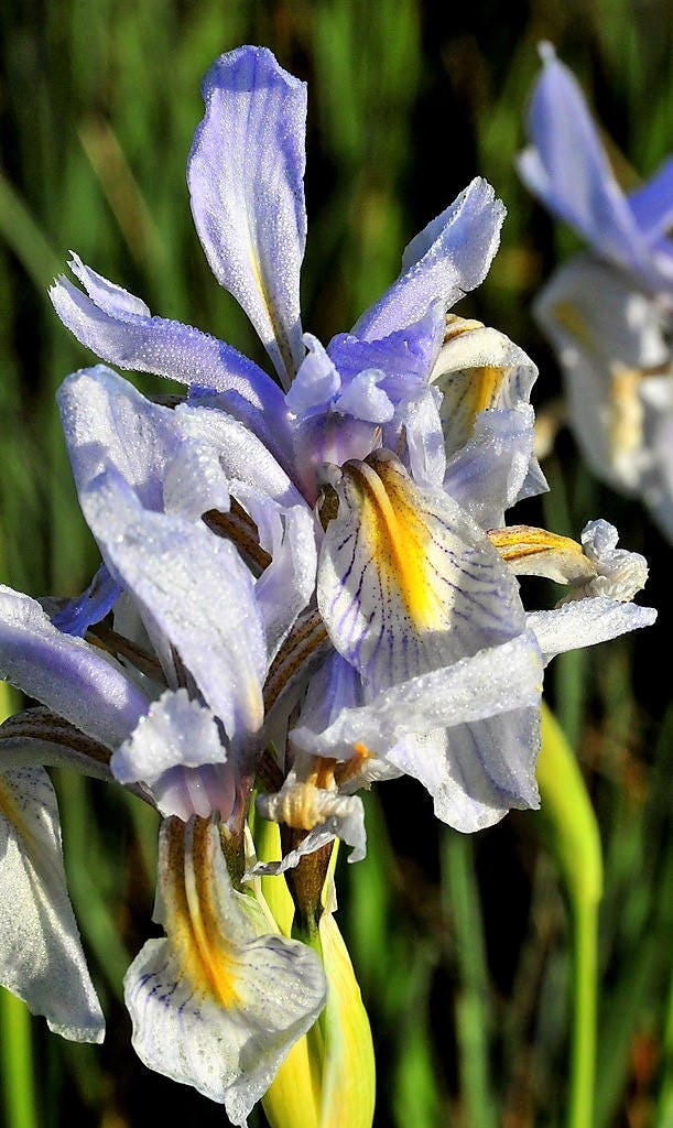 50 MISSOURI IRIS Missouriensis Rocky Mountain Blue Purple Yellow Flower Seeds