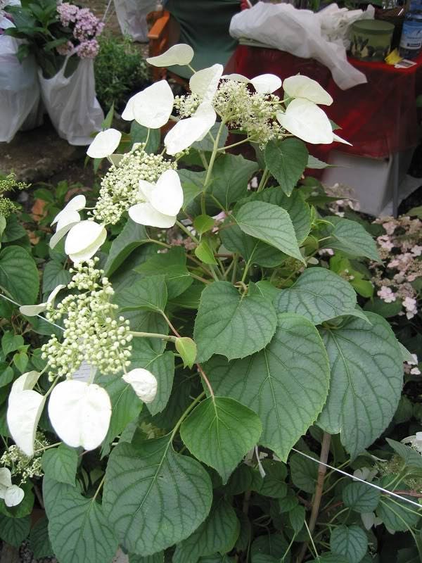 50 JAPANESE HYDRANGEA VINE White Flower Schizophragma Hydrangeoides Seeds