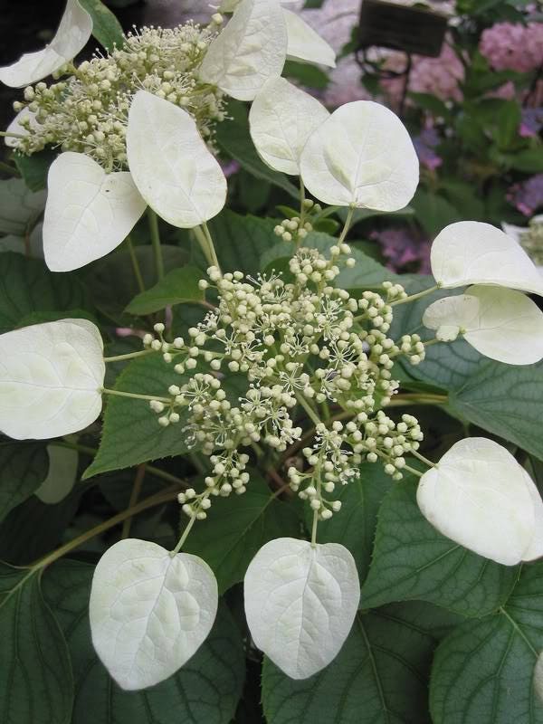 50 JAPANESE HYDRANGEA VINE White Flower Schizophragma Hydrangeoides Seeds