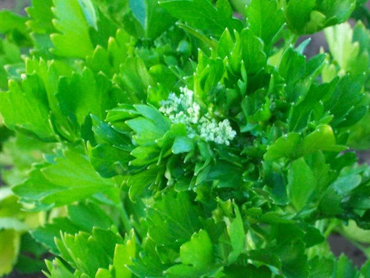 2000 Cutting LEAF CELERY Apium Graveolens European Chinese Herb Seeds