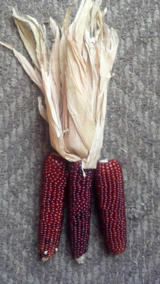 20 Mini 'BURNT ORANGE' CORN Miniature Dark Ornamental Zea Mays Vegetable Seeds