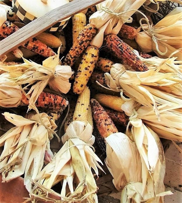 50 Indian MINI MIX CORN Miniature 4" Ears Ornamental Zea Mays Vegetable Seeds