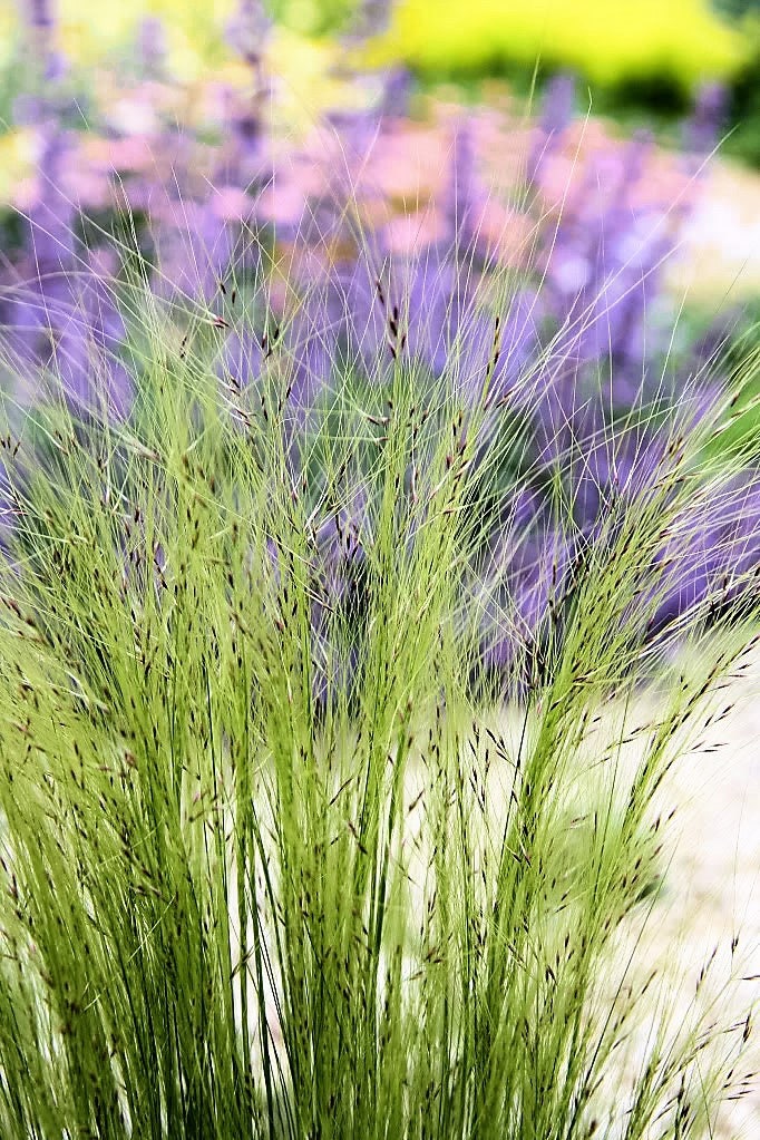 25 MEXICAN FEATHER GRASS Pony Tails Ornamental Stipa Tenuissima Seeds Wind Whisp