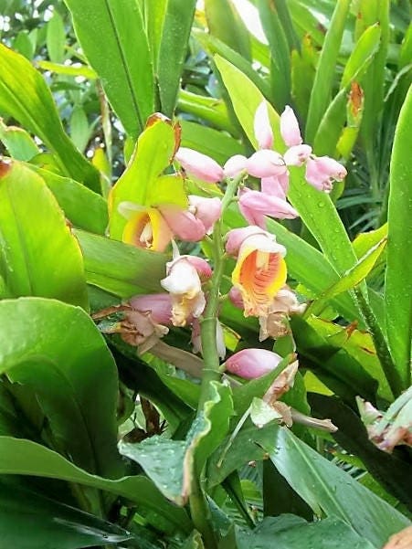 5 KAT GINGER Pink & Yellow Shell Alpinia Katsumadai Hayata Flower Herb Seeds