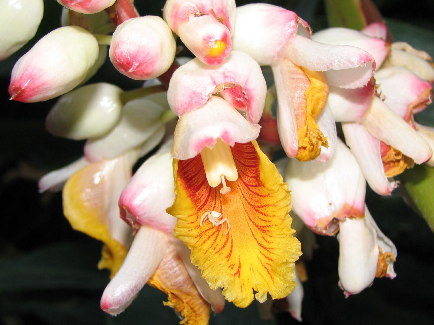 5 KAT GINGER Pink & Yellow Shell Alpinia Katsumadai Hayata Flower Herb Seeds