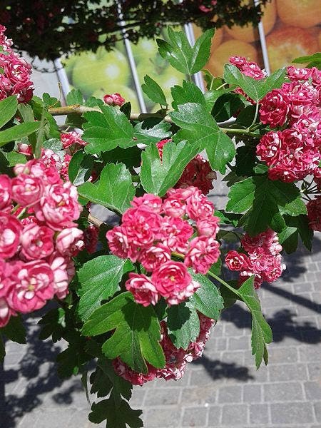 20 ENGLISH HAWTHORN TREE Edible Fruit Flower Mayflower Crataegus Laevigata Seeds