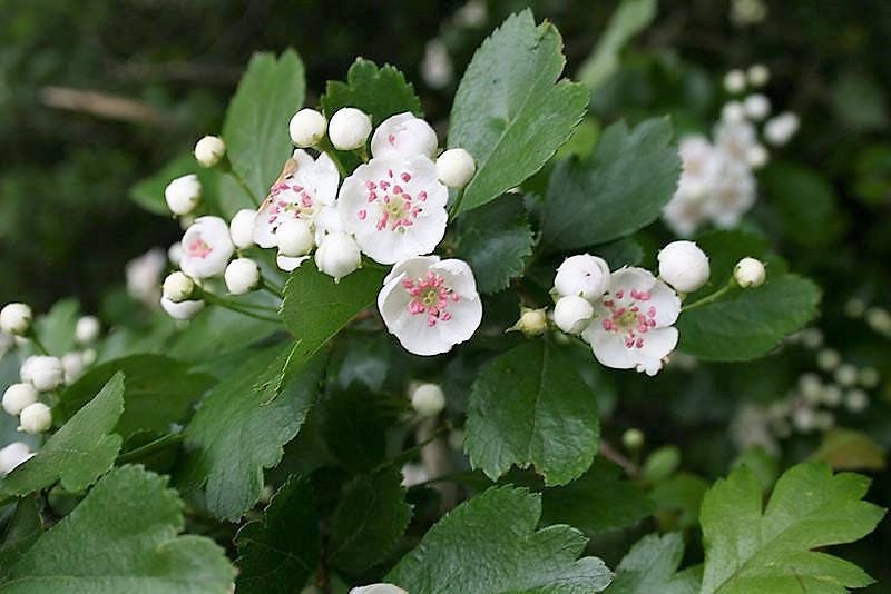 Mayflower Tree 20 ENGLISH HAWTHORN TREE Edible Fruit Flower Mayflower Crataegus Laevi ...