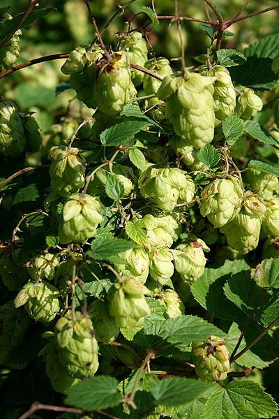 25 COMMON HOPS European Humulus Lupulus Vine Seeds Beer Making Ingredient Seeds