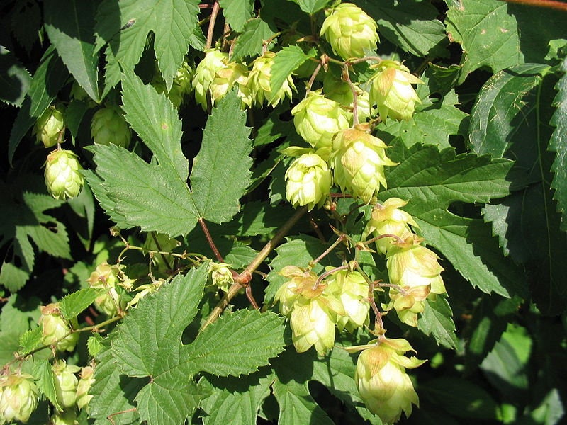 25 COMMON HOPS European Humulus Lupulus Vine Seeds Beer Making Ingredi ...