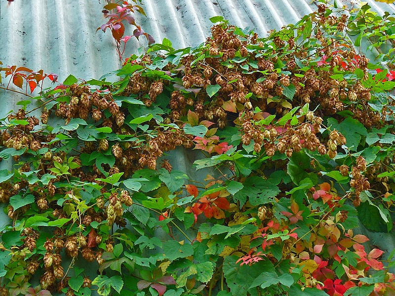 25 COMMON HOPS European Humulus Lupulus Vine Seeds Beer Making Ingredi ...