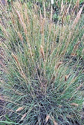 1500 PRAIRIE JUNEGRASS Koeleria Cristata June Crested Hair Grass Flower Seeds