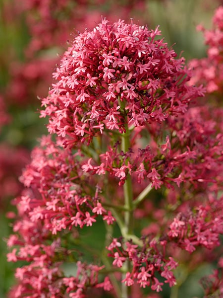 50 RED JUPITER'S BEARD Valerian Keys of Heaven Centranthus Ruber Flower Seeds