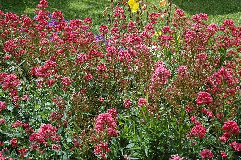 50 RED JUPITER'S BEARD Valerian Keys of Heaven Centranthus Ruber Flower Seeds