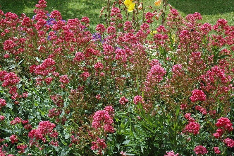 40+ Red Jupiter's Beard (Centranthus Ruber) Flower Seeds - Perennial For Zones 5+