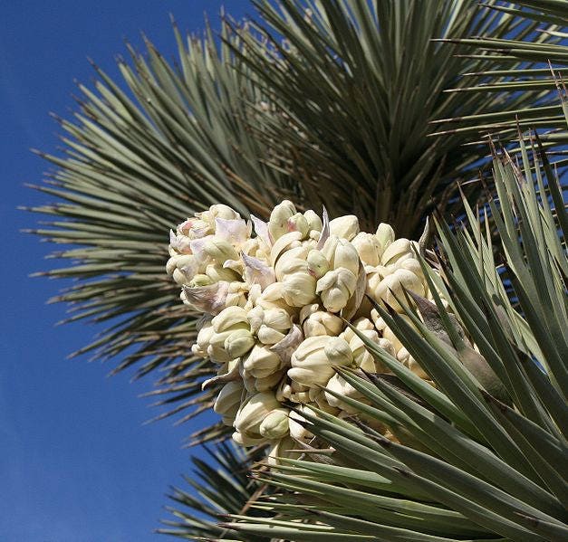 5 JOSHUA TREE Palm Tree Yucca Brevifolia White Flowers Cactus Succulent Seeds