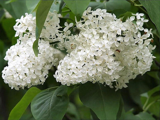 20 WHITE TREE LILAC Hummingbird Flower Fragrant Peking Syringa Pekinensis Seeds