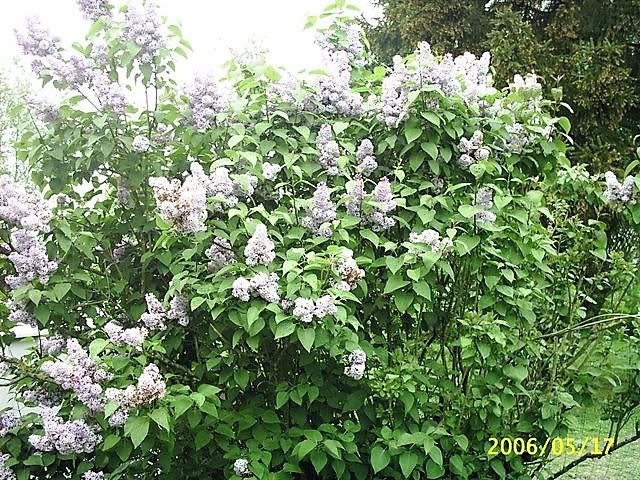 20 WHITE TREE LILAC Hummingbird Flower Fragrant Peking Syringa Pekinensis Seeds
