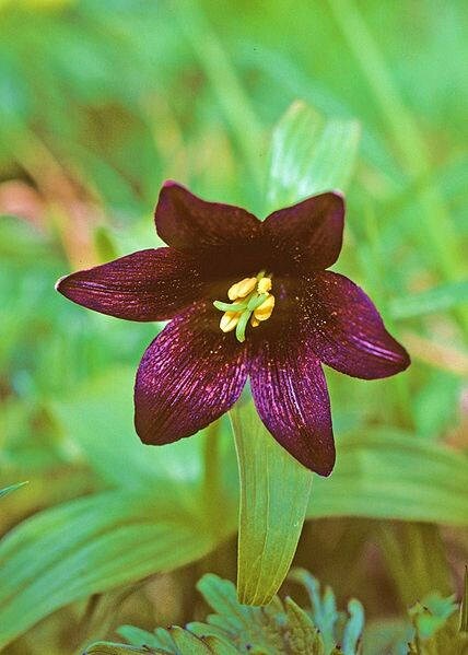10 CHOCOLATE LILY Black Kamchatka Brown Fritillaria Camschatcensis Flower Seeds
