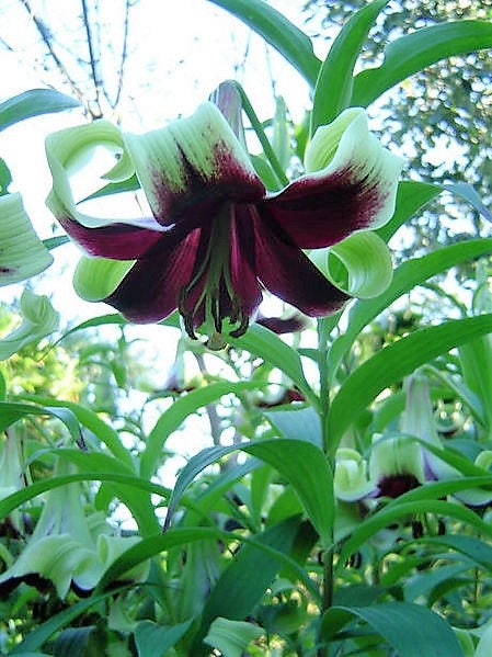 5 NEPAL LILY Green & Maroon Lilium Nepalense Fragrant Flower Seeds