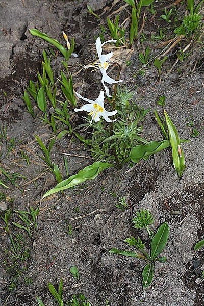 10 WHITE AVALANCHE LILY Erythronium Montanum Native Alpine Flower Seeds