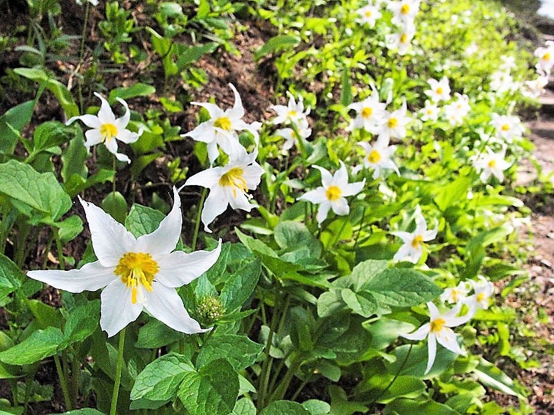 10 WHITE AVALANCHE LILY Erythronium Montanum Native Alpine Flower Seeds