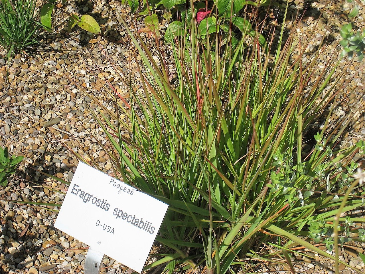 100 PURPLE LOVEGRASS Eragrostis Spectabilis Native Love Grass Flower Seeds