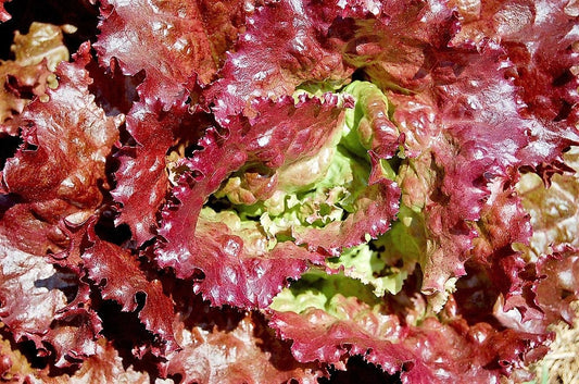 3000 PRIZEHEAD LETTUCE Loose Leaf Early Prize Head Red Lactuca Vegetable Seeds