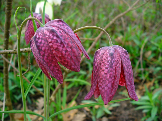 10 CHECKER LILY Fritillaria Affinis Chocolate Mission Bells Flower Seeds