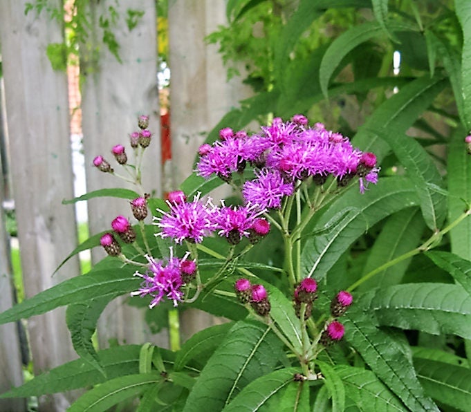 100 MISSOURI IRONWEED Monarch Flower Native Purple Vernonia Missurica Seeds