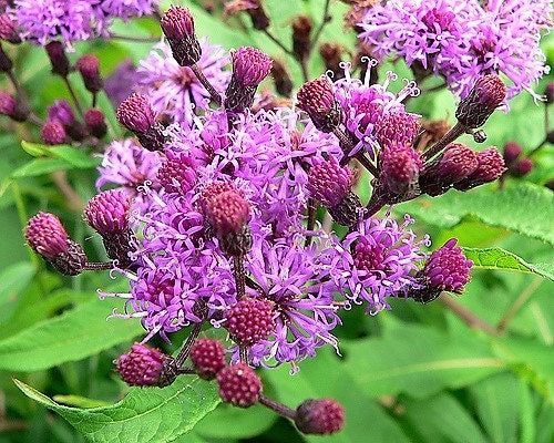 100 MISSOURI IRONWEED Monarch Flower Native Purple Vernonia Missurica Seeds